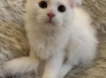 Dumpling of FirCountry Siberians - Siberian Kitten For Sale - Castle Rock&comma; WA&comma; US