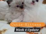 Chloes kittens - Ragdoll Kitten For Sale - Nixa&comma; MO&comma; US