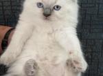 Atticus - Ragdoll Kitten For Sale - 