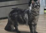 Athena - Maine Coon Cat For Sale - Dowagiac&comma; MI&comma; US