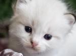 Inez - Ragdoll Kitten For Sale - Fort Worth&comma; TX&comma; US