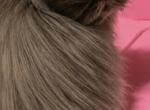 Cfa blue persian kitten - Persian Kitten For Sale - Woodburn&comma; IN&comma; US