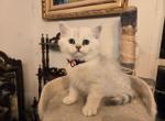 Masha British Kittens - British Shorthair Kitten For Sale - Tampa&comma; FL&comma; US