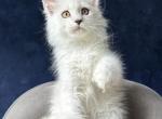 X Ray - Maine Coon Kitten For Sale - Miami&comma; FL&comma; US