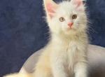 Wyrb - Maine Coon Kitten For Sale - Miami&comma; FL&comma; US