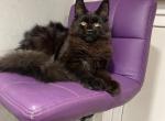 Petrovich - Maine Coon Kitten For Sale - Miami&comma; FL&comma; US