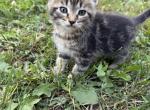 Kitten - Domestic Kitten For Sale - 