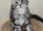 Maine Coon - Maine Coon Kitten For Sale - FL&comma; US