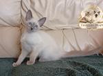 CFA TICA Blue point Balinese female - Balinese Kitten For Sale - 