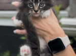 Penelope Litter Kitten 1 - Maine Coon Kitten For Sale - 