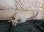 CFA TICA Balinese female blue pt - Balinese Kitten For Sale - Waterford&comma; MI&comma; US