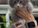 Penelope Litter Kitten 2 - Maine Coon Kitten For Sale - 