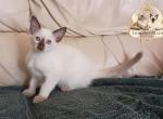CFA TICA Chocolate point Balinese female - Balinese Kitten For Sale - 