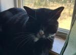 Bruce - Domestic Cat For Adoption - Sisters&comma; OR&comma; US