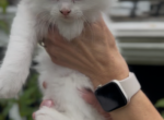 Penelope Litter Kitten 3 - Maine Coon Kitten For Sale - 