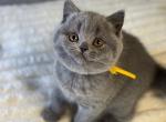 British Shorthair Blue Female BRITISHKITNCAT - British Shorthair Kitten For Sale - Clearwater&comma; FL&comma; US