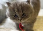 British Longhair Blue Female BRISHKITNKAT - British Shorthair Kitten For Sale - Clearwater&comma; FL&comma; US