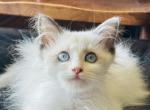 Jasper - Ragdoll Kitten For Adoption - 