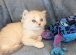 Ragdoll Purebred Daisy May's Litter 1 - Ragdoll Kitten For Sale - Dousman&comma; WI&comma; US