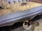 Reese - Domestic Cat For Sale - High Ridge&comma; MO&comma; US