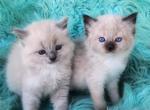 Purebred ragdoll kittens - Ragdoll Kitten For Sale - WA&comma; US