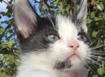 Peaches - Domestic Kitten For Sale - Irving&comma; TX&comma; US