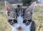 Poppy - Domestic Kitten For Sale - 