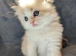 Ragdoll Purebred Daisy May's Litter 2 - Ragdoll Kitten For Sale - Dousman&comma; WI&comma; US
