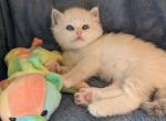 Ragdoll Purebred Daisy May's Litter 3 - Ragdoll Kitten For Sale - Dousman&comma; WI&comma; US