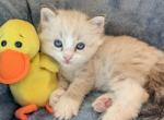 Ragdoll Purebred Daisy May's Litter 4 - Ragdoll Kitten For Sale - Dousman&comma; WI&comma; US