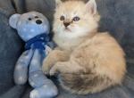 Ragdoll Purebred Daisy May's Litter 5 - Ragdoll Kitten For Sale - Dousman&comma; WI&comma; US