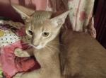 Tickle Me Fawn - Abyssinian Kitten For Sale - Plymouth&comma; WI&comma; US