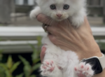 Penelope Litter Kitten 4 - Maine Coon Kitten For Sale - 
