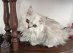 Lusy Persian Female Kittens - Persian Kitten For Sale - 