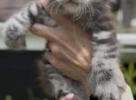Melody Litter Kitten 1 - Maine Coon Kitten For Sale - OH&comma; US