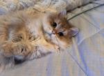 Dolly - British Shorthair Kitten For Sale - San Mateo&comma; CA&comma; US
