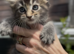 Melody Litter Kitten 2 - Maine Coon Kitten For Sale - OH&comma; US