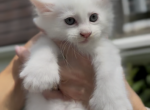 Melody Litter Kitten 3 - Maine Coon Kitten For Sale - OH&comma; US
