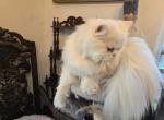 Tony - Persian Kitten For Sale - Tampa&comma; FL&comma; US