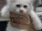 Melody Litter Kitten 4 - Maine Coon Kitten For Sale - OH&comma; US