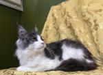 Merlin Calypso - Maine Coon Kitten For Sale - 