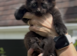Willow Grove Cattery Daryna Litter Male 2 - Maine Coon Kitten For Sale - OH&comma; US