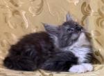 Merlin Moonlight - Maine Coon Kitten For Sale - 