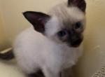 Harmony Grace Siamese Chocolate points - Siamese Kitten For Sale - 
