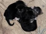 Merlin Martha - Maine Coon Kitten For Sale - 