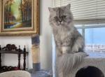 Dior - Persian Cat For Sale - Tampa&comma; FL&comma; US