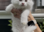 Willow Grove Cattery LLC Phoebe Kitten 1 - Ragdoll Kitten For Sale - OH&comma; US