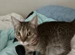Layla - Domestic Kitten For Adoption - Wildomar&comma; CA&comma; US