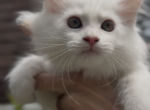 Willow Grove Cattery Phoebe Kitten 2 - Ragdoll Kitten For Sale - OH&comma; US