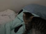 Leo - Domestic Kitten For Sale - 